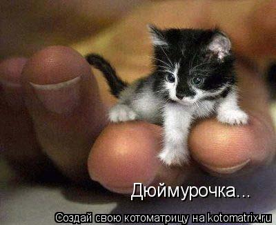 Дюймурочка...... Котоматрица: Дюймурочка...