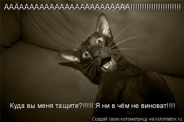 Котоматрица: ААААААААААААААААААААААААА!!!!!!!!!!!!!!!!!!!!!! Куда вы меня тащите?!!!!! Я ни в чём не виноват!!!!