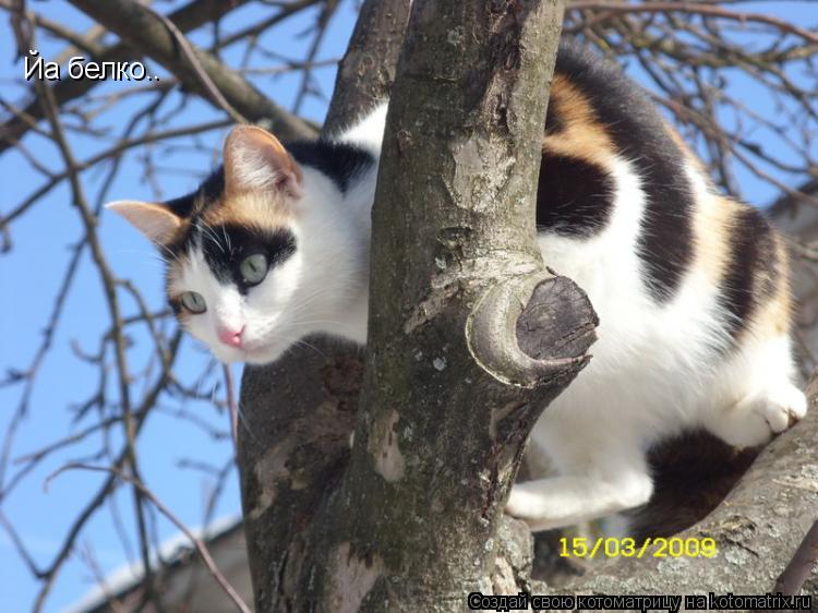 Йа белко..... Котоматрица: Йа белко..