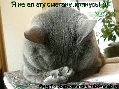 Я не ел эту сметану..клянусь! :))... Котоматрица: Я не ел эту сметану..клянусь! :))