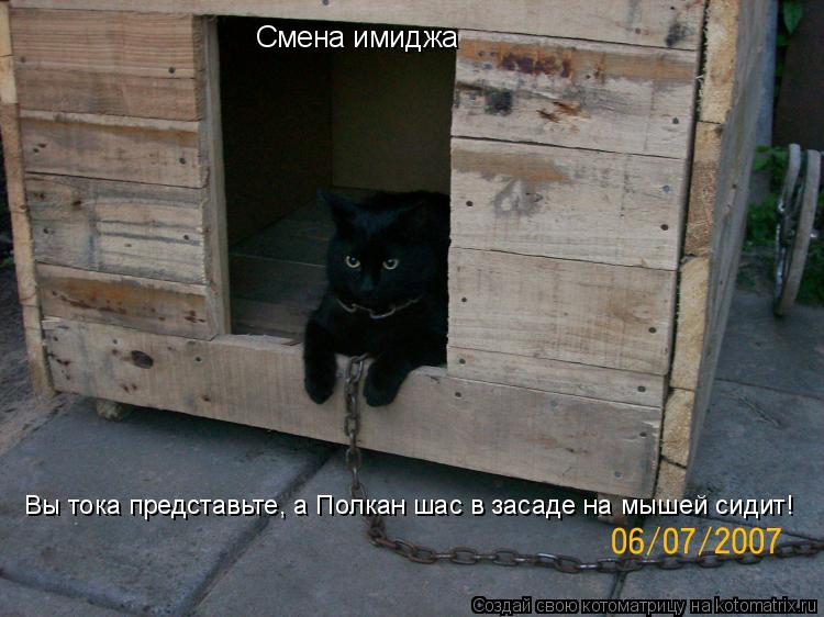 Смена имиджа Вы тока представьте, а Полкан шас в засаде на мышей сидит!... Котоматрица: Смена имиджа Вы тока представьте, а Полкан шас в засаде на мышей сидит!