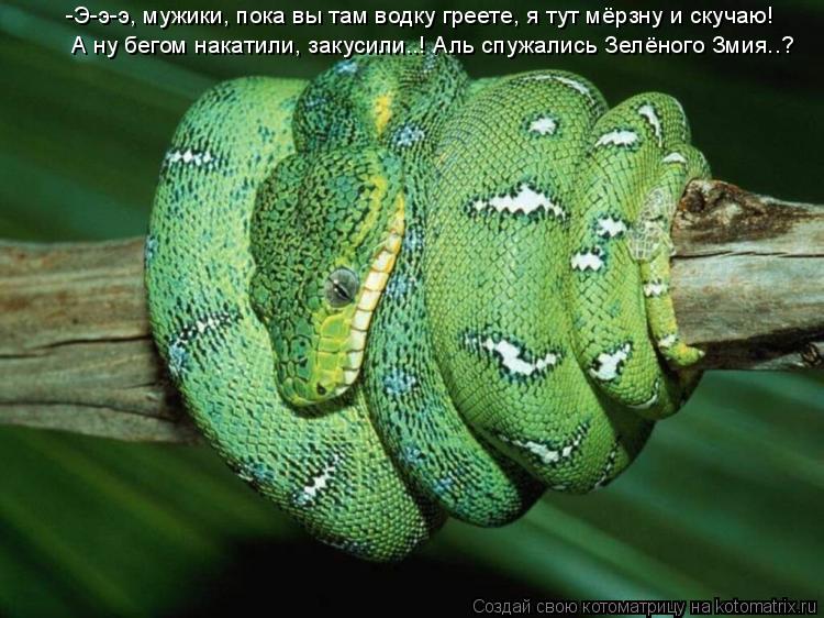 Котоматрица: -Э-э-э, мужики, пока вы там водку греете, я тут мёрзну и скучаю! А ну бегом накатили, закусили..! Аль спужались Зелёного Змия..?