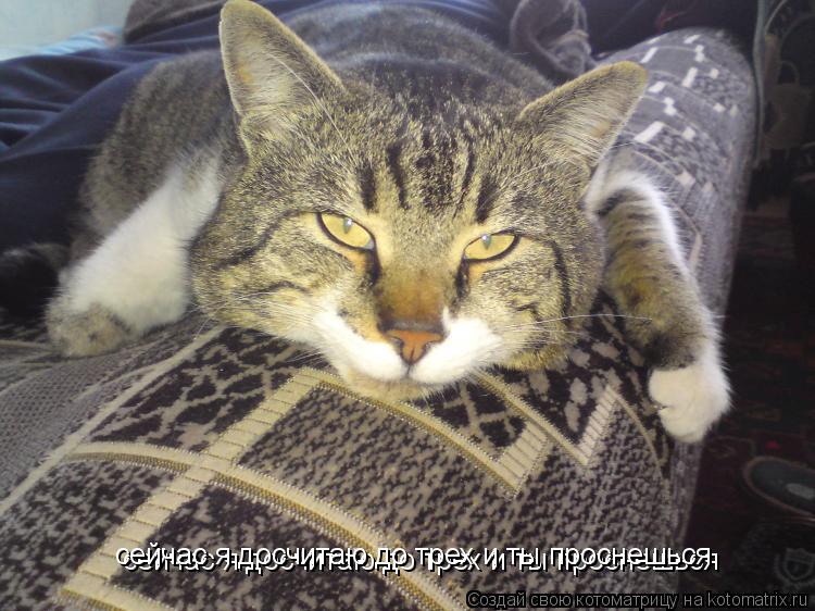 Котоматрица: сейчас я досчитаю до трех и ты проснешься сейчас я досчитаю до трех и ты проснешься
