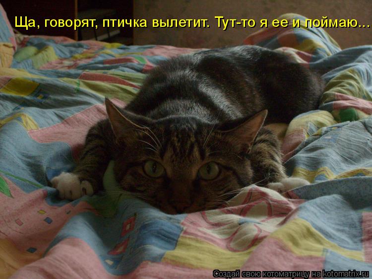 Котоматрица: Ща, говорят, птичка вылетит.  Ща, говорят, птичка вылетит. Тут-то я ее и поймаю...