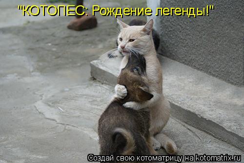 "КОТОПЕС: Рождение легенды!" "КОТОПЕС: Рождение легенды!"... Котоматрица: "КОТОПЕС: Рождение легенды!" "КОТОПЕС: Рождение легенды!"