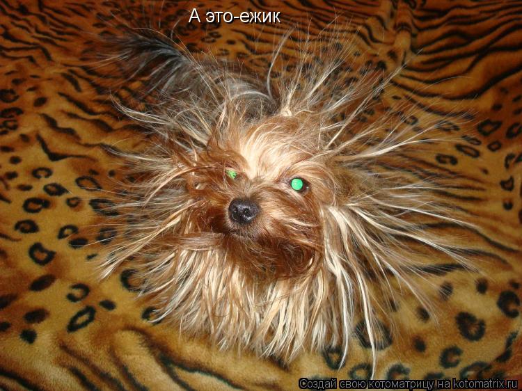 А это-ежик... Котоматрица: А это-ежик