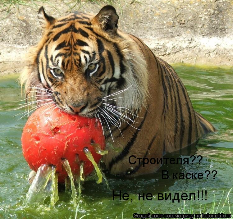 Котоматрица: В каске??  Строителя??  Не, не видел!!!
