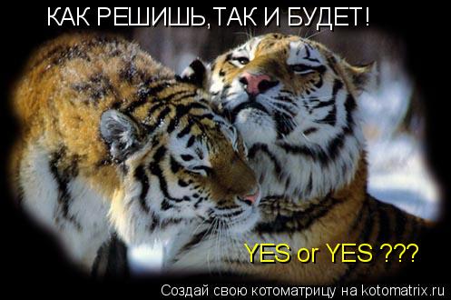 Котоматрица: КАК РЕШИШЬ,ТАК И БУДЕТ! YES or YES ???