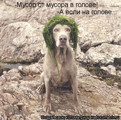 -Мусор от мусора в голове! -А если на голове...... Котоматрица: -Мусор от мусора в голове! -А если на голове...