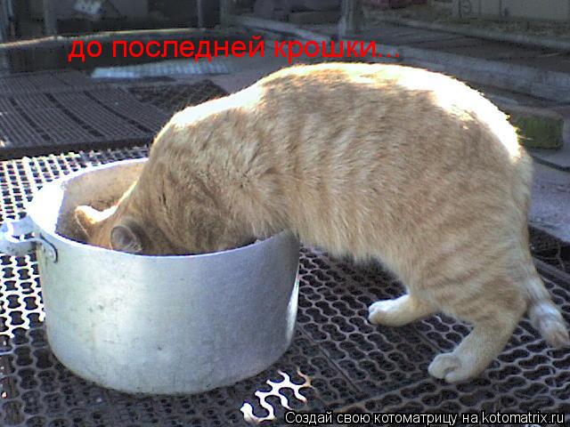 до последней крошки...... Котоматрица: до последней крошки...