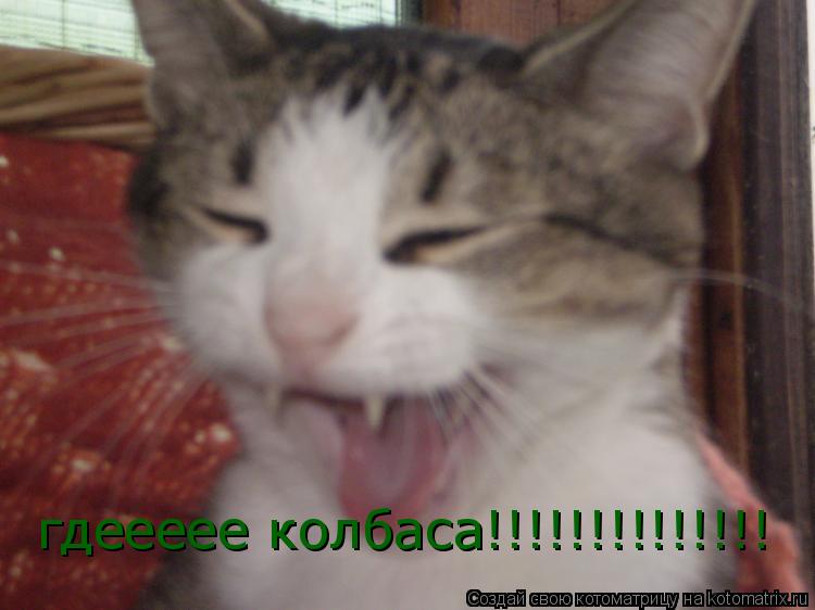 гдеееее колбаса!!!!!!!!!!!!!!... Котоматрица: гдеееее колбаса!!!!!!!!!!!!!!