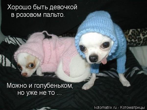 Хорошо быть девочкой в розовом пальто. Можно и голубеньком, но уже не то ...... Котоматрица: Хорошо быть девочкой в розовом пальто. Можно и голубеньком, но уже не то ...