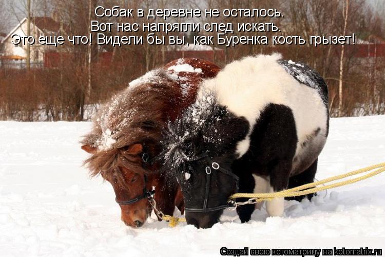 Котоматрица: Собак в деревне не осталось. Вот нас напрягли след искать. Это еще что! Видели бы вы, как Буренка кость грызет!