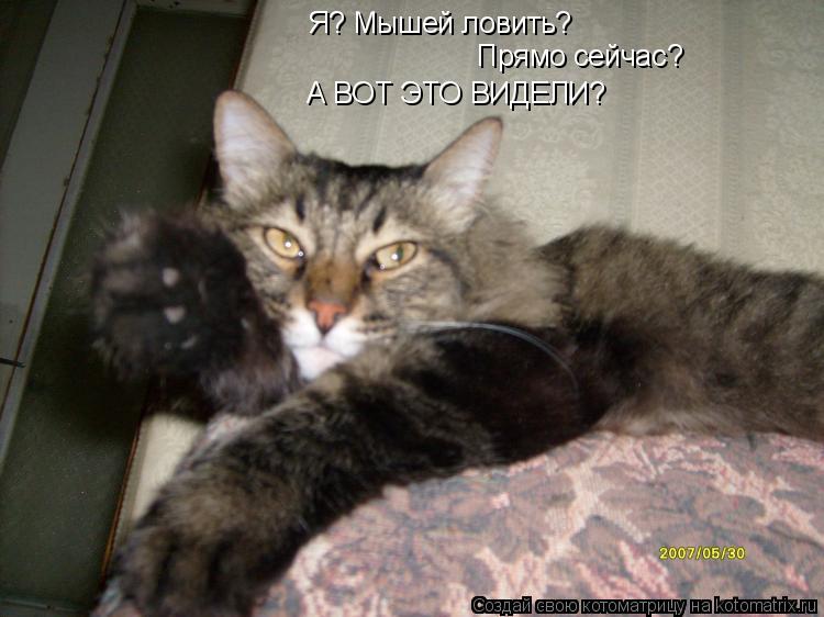 Котоматрица: Я? Мышей ловить? Прямо сейчас? А ВОТ ЭТО ВИДЕЛИ?
