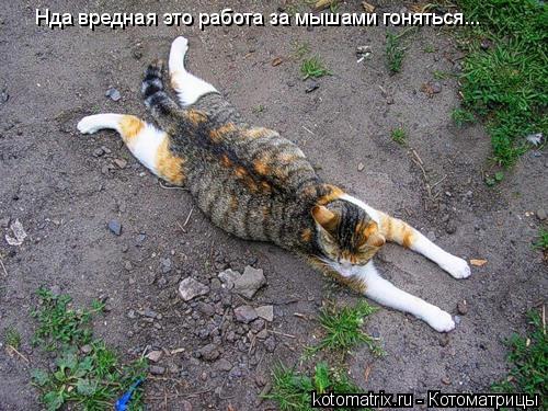 Нда вредная это работа за мышами гоняться...... Котоматрица: Нда вредная это работа за мышами гоняться...