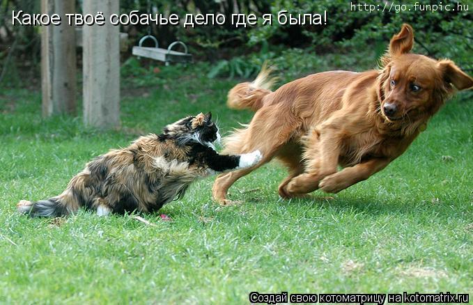 Какое твоё собачье дело где я была!... Котоматрица: Какое твоё собачье дело где я была!