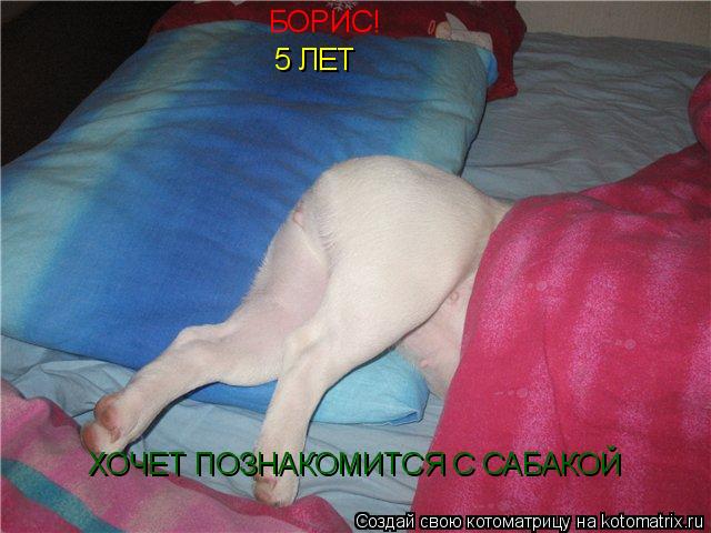 БОРИС! 5 ЛЕТ ХОЧЕТ ПОЗНАКОМИТСЯ С САБАКОЙ... Котоматрица: БОРИС! 5 ЛЕТ ХОЧЕТ ПОЗНАКОМИТСЯ С САБАКОЙ