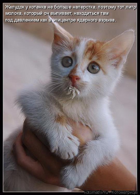 Котоматрица: Желудок у котенка не больше наперстка, поэтому тот литр  молока, который он выпивает, находиться там  под давлением как в эпицентре ядерного