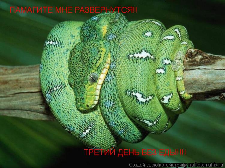 ПАМАГИТЕ МНЕ РАЗВЕРНУТСЯ!! ТРЕТИЙ ДЕНЬ БЕЗ ЕДЫ!!!!... Котоматрица: ПАМАГИТЕ МНЕ РАЗВЕРНУТСЯ!! ТРЕТИЙ ДЕНЬ БЕЗ ЕДЫ!!!!