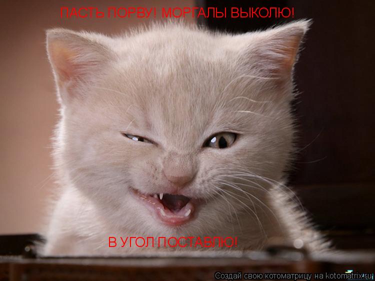 ПАСТЬ ПОРВУ! МОРГАЛЫ ВЫКОЛЮ! В УГОЛ ПОСТАВЛЮ!... Котоматрица: ПАСТЬ ПОРВУ! МОРГАЛЫ ВЫКОЛЮ! В УГОЛ ПОСТАВЛЮ!
