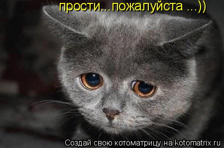 прости...пожалуйста ...))... Котоматрица: прости...пожалуйста ...))