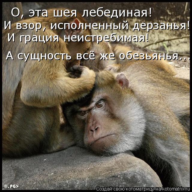 О, эта шея лебединая! И взор, исполненный дерзанья! И грация неистребимая! А сущность всё же обезья... Котоматрица: О, эта шея лебединая! И взор, исполненный дерзанья! И грация неистребимая! А сущность всё же обезьянья...