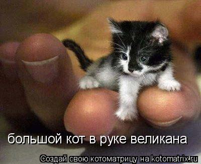 большой кот в руке великана... Котоматрица: большой кот в руке великана