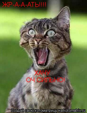 Котоматрица: ЖР-А-А-АТЬ!!!! ОЧ СИЛЬНО! ХАЧУ