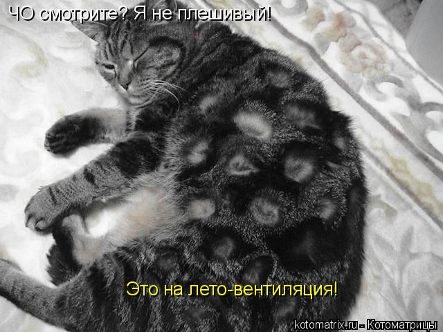 ЧО смотрите? Я не плешивый! Это на лето-вентиляция!... Котоматрица: ЧО смотрите? Я не плешивый! Это на лето-вентиляция!