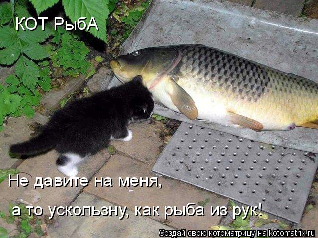 Котоматрица: КОТ РыбА Не давите на меня,  а то ускользну, как рыба из рук!