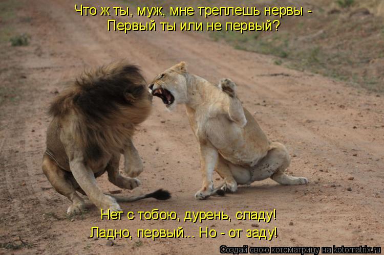 Что ж ты, муж, мне треплешь нервы - Первый ты или не первый? Нет с тобою, дурень, сладу! Ладно, пер... Котоматрица: Что ж ты, муж, мне треплешь нервы - Первый ты или не первый? Нет с тобою, дурень, сладу! Ладно, первый... Но - от заду!