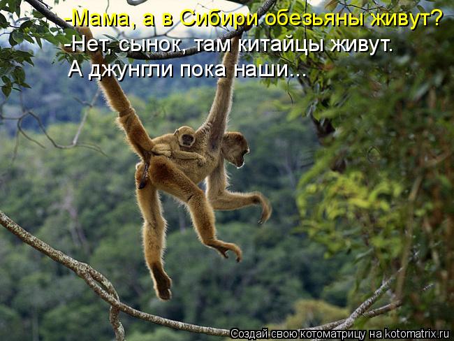-Мама, а в Сибири обезьяны живут? -Нет, сынок, там китайцы живут. А джунгли пока наши...... Котоматрица: -Мама, а в Сибири обезьяны живут? -Нет, сынок, там китайцы живут. А джунгли пока наши...