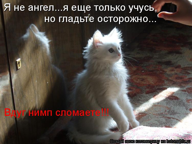 Котоматрица: Я не ангел...я еще только учусь, но гладьте осторожно... Вдуг нимп сломаете!!!