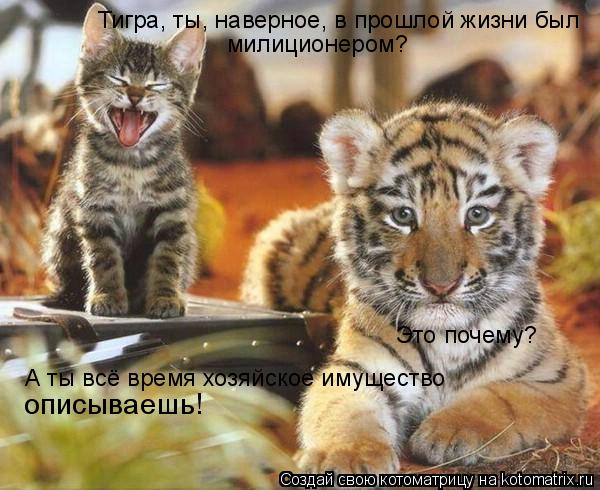 Тигра, ты, наверное, в прошлой жизни был милиционером? Это почему? А ты всё время хозяйское имущество... Котоматрица: Тигра, ты, наверное, в прошлой жизни был милиционером? Это почему? А ты всё время хозяйское имущество описываешь!