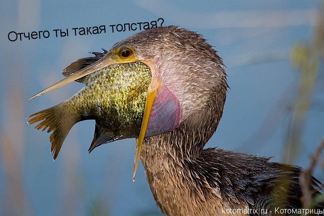 Отчего ты такая толстая?... Котоматрица: Отчего ты такая толстая?