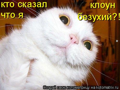 кто сказал что я безухий?! клоун... Котоматрица: кто сказал что я безухий?! клоун