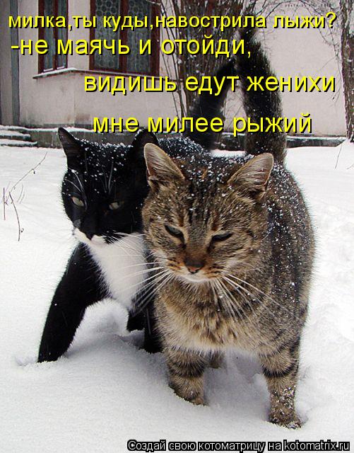 милка,ты куды,навострила лыжи? -не маячь и отойди, видишь едут женихи мне милее рыжий... Котоматрица: милка,ты куды,навострила лыжи? -не маячь и отойди, видишь едут женихи мне милее рыжий