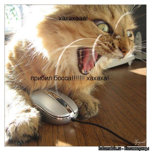 Котоматрица: хахахааа! прибил босса!!!!!!! хахаха!