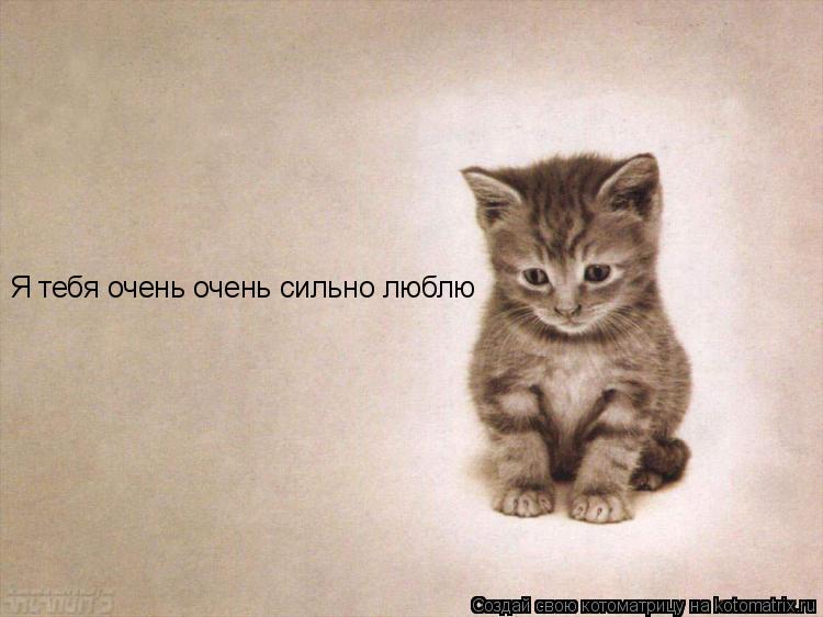 Я тебя очень очень сильно люблю... Котоматрица: Я тебя очень очень сильно люблю