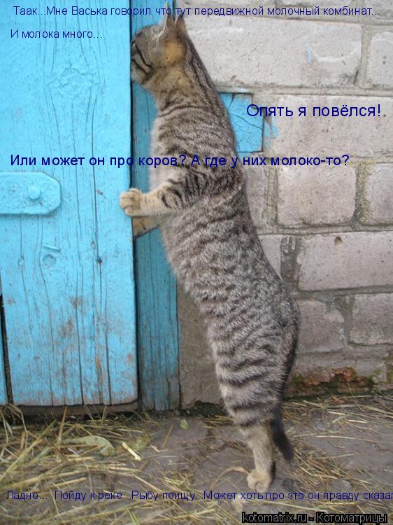 Котоматрица: Таак...Мне Васька говорил что тут передвижной молочный комбинат... И молока много... Опять я повёлся! Или может он про коров? А где у них молоко-