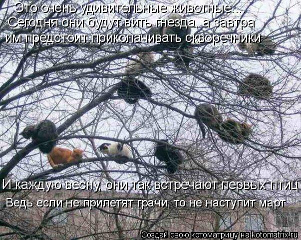 Это очень удивительные животные.... Сегодня они будут вить гнезда, а завтра им предстоит приколачиват... Котоматрица: Это очень удивительные животные.... Сегодня они будут вить гнезда, а завтра им предстоит приколачивать скворечники И каждую весну, они так в