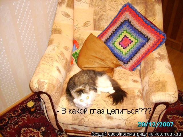 - В какой глаз целиться???... Котоматрица: - В какой глаз целиться???