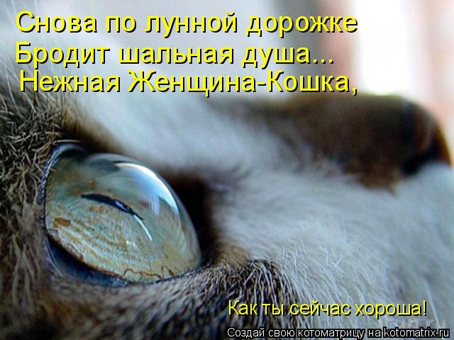 Снова по лунной дорожке Бродит шальная душа... Нежная Женщина-Кошка, Как ты сейчас хороша!... Котоматрица: Снова по лунной дорожке Бродит шальная душа... Нежная Женщина-Кошка, Как ты сейчас хороша!