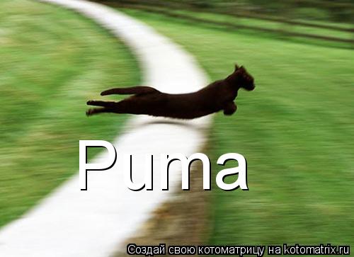Котоматрица: Puma
