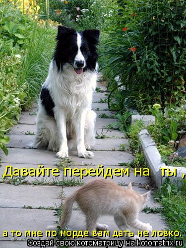Давайте перейдем на «ты», а то мне по морде вам дать не ловко.... Котоматрица: Давайте перейдем на «ты», а то мне по морде вам дать не ловко.