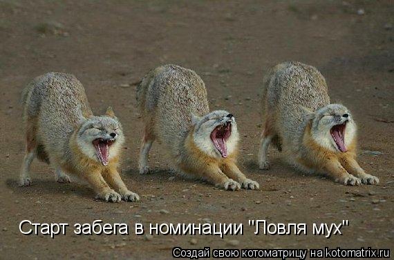 Старт забега в номинации "Ловля мух"... Котоматрица: Старт забега в номинации "Ловля мух"