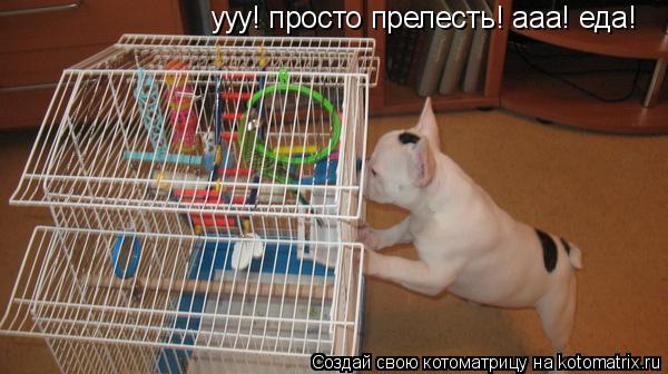 ууу! просто прелесть! ааа! еда!... Котоматрица: ууу! просто прелесть! ааа! еда!