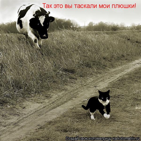 Котоматрица: Так это вы таскали мои плюшки!