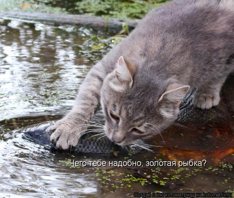 Чего тебе надобно, золотая рыбка?... Котоматрица: Чего тебе надобно, золотая рыбка?