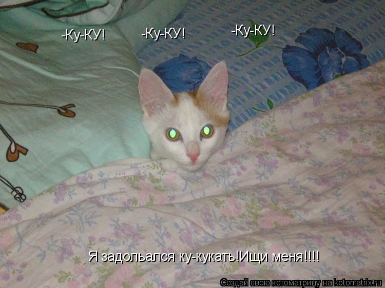 -Ку-КУ! -Ку-КУ! -Ку-КУ! Я задольался ку-кукать!Ищи меня!!!!... Котоматрица: -Ку-КУ! -Ку-КУ! -Ку-КУ! Я задольался ку-кукать!Ищи меня!!!!